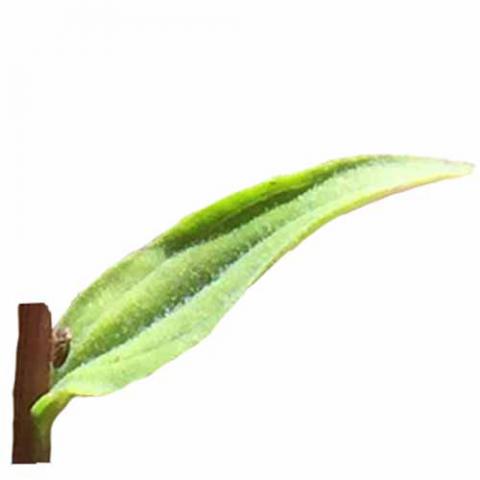 Castilleja linariifolia (Wyoming Indian paintbrush) leaf