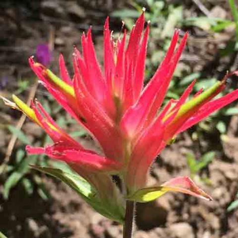 Castilleja linariifolia (Wyoming Indian paintbrush) flower