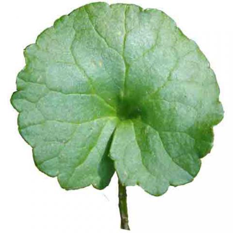 Centella asiatica (Gotu kola) leaf