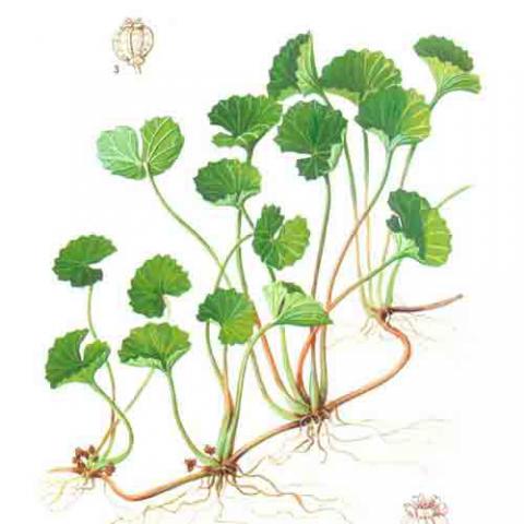 Centella asiatica (Gotu kola) plant