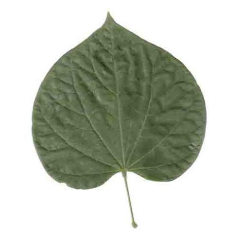 Cercis canadensis (Eastern redbud) leaf