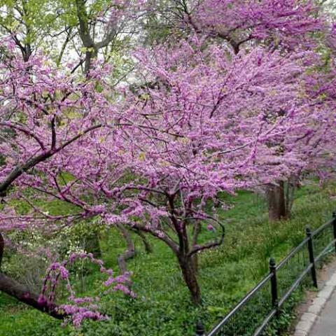Cercis canadensis (Eastern redbud) tree