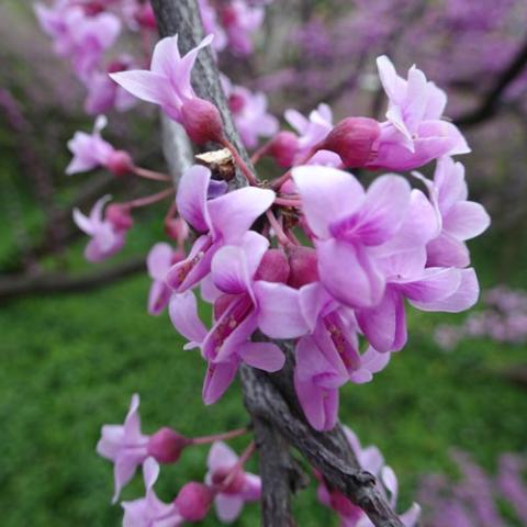 Cercis canadensis (Eastern redbud) flowers