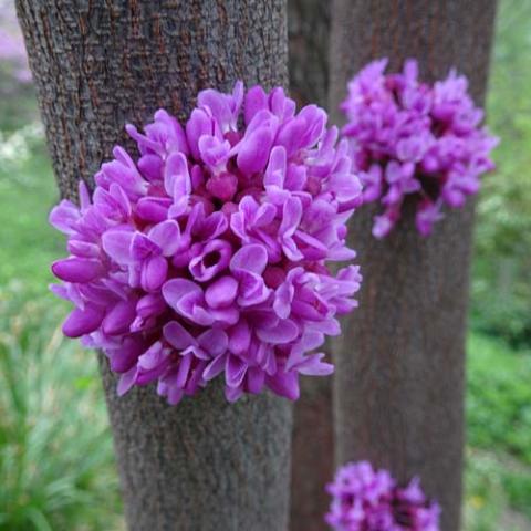 Cercis canadensis (Eastern redbud) flowers