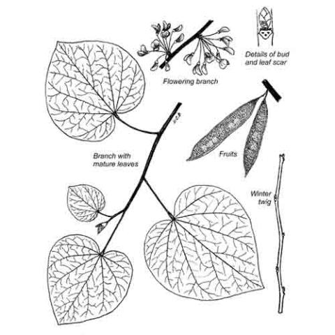 Cercis canadensis (Eastern redbud) illustration