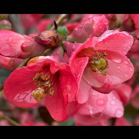 Chaenomeles speciosa (Flowering quince) flowers