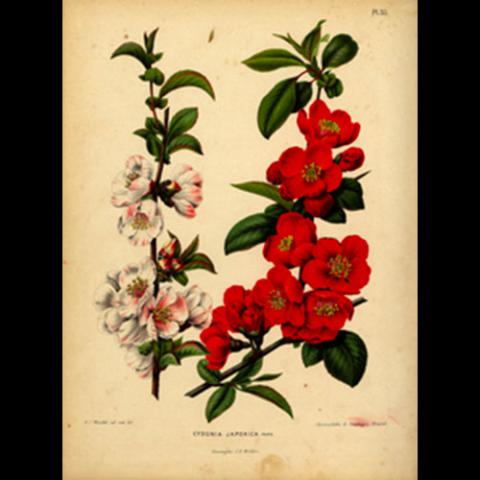 Chaenomeles speciosa (Flowering quince) illustration