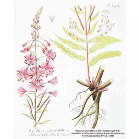 Chamaenerion angustifolium (Fireweed) illustration
