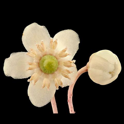 Chimaphila maculata (Spotted wintergreen) flower