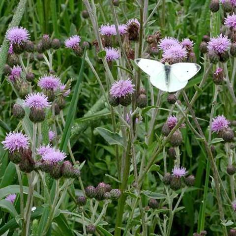 Cirsium arvense (Canadian thistle) flowers and Pieris rapae (Cabbage white)