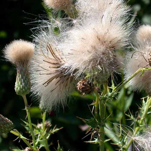 Cirsium arvense (Canadian thistle) pappus