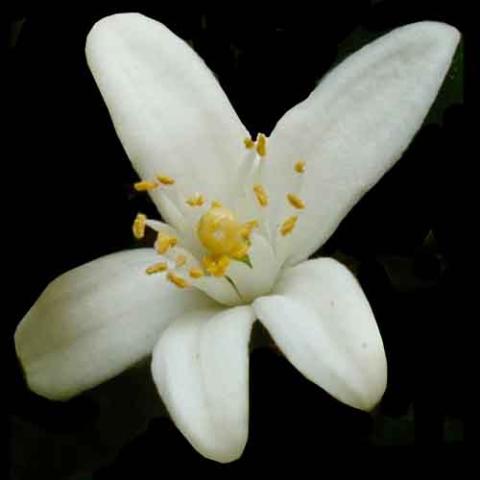 Citrus x aurantium (Sweet orange) flower