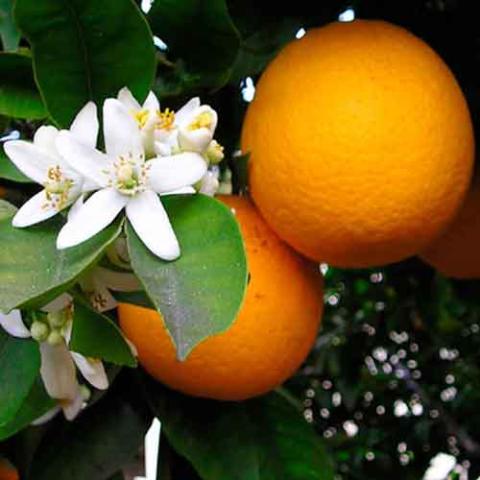 Citrus x aurantium (Sweet orange) fruit