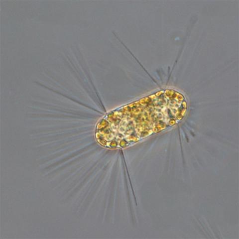 Corethron Criophilum (Diatom) | PHILATAX