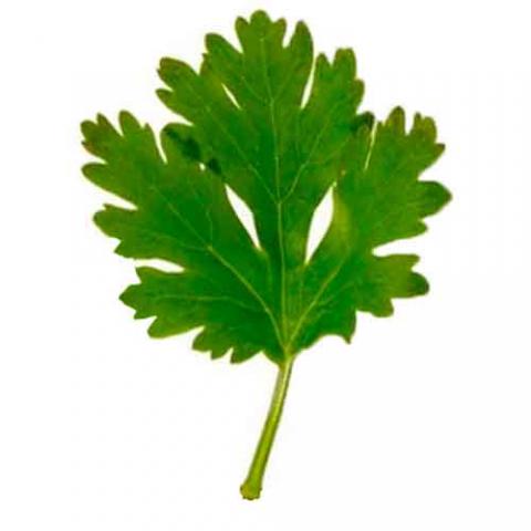 Coriandrum sativum (Cilantro) leaf