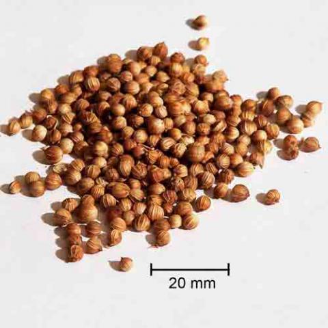 Coriandrum sativum (Cilantro) seeds