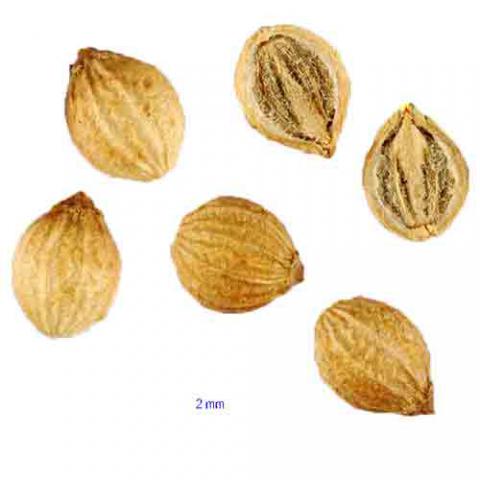 Coriandrum sativum (Cilantro) seeds