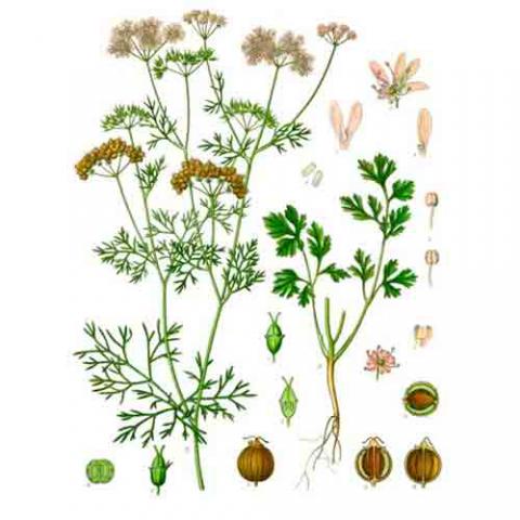Coriandrum sativum (Cilantro) illustration