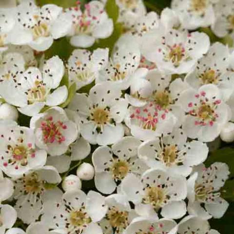 Crataegus monogyna (Common hawthorn) flowers