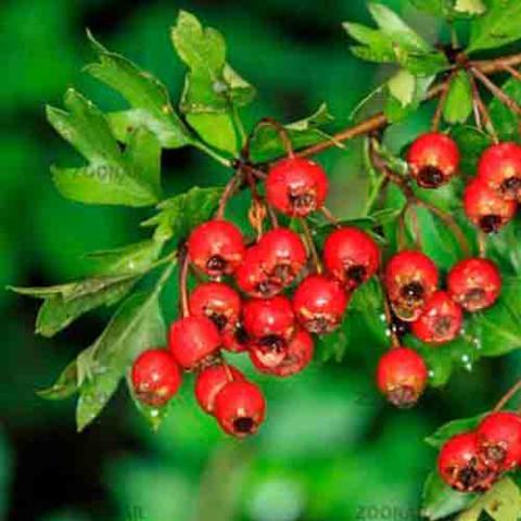 Crataegus monogyna (Common hawthorn) fruit