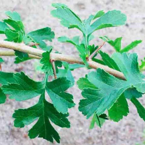 Crataegus monogyna (Common hawthorn) leaves