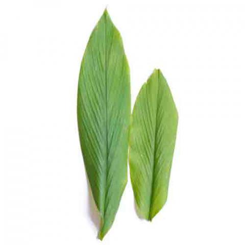 Curcuma longa (Turmeric) leaves
