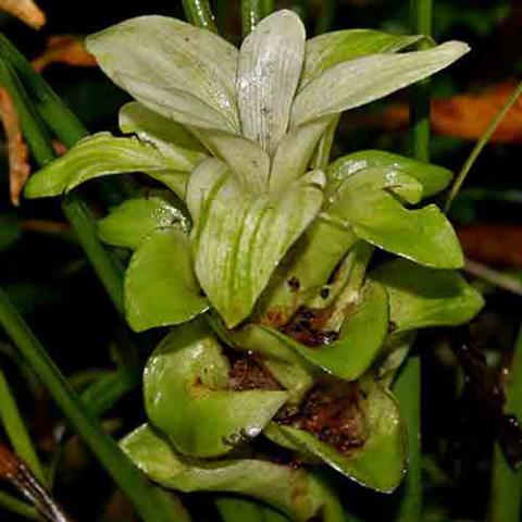 Curcuma longa (Turmeric) leaves