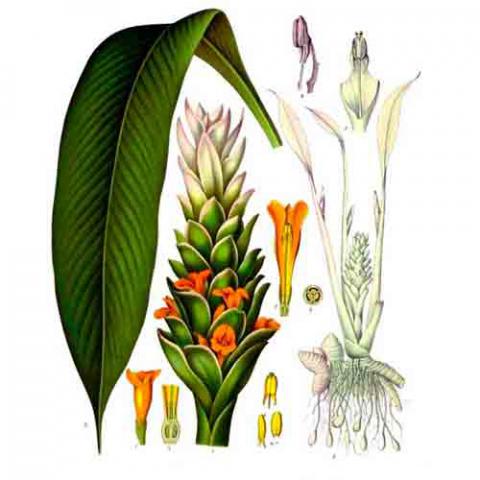 Curcuma longa (Turmeric) illustration