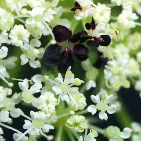 Daucus carota (Queen Anne's lace) flower