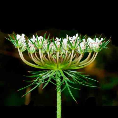 Daucus carota (Queen Anne's lace) flower