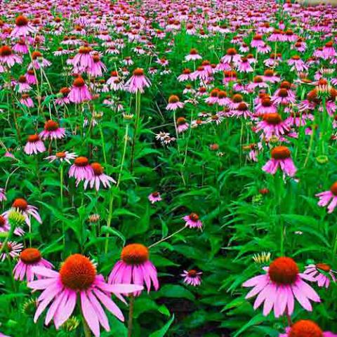 Echinacea purpurea (Purple cornflower) flowering plants