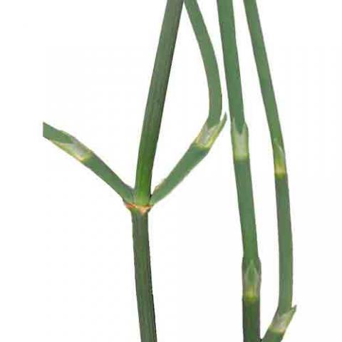 Ephedra sinica (Mormon tea) leaf segment