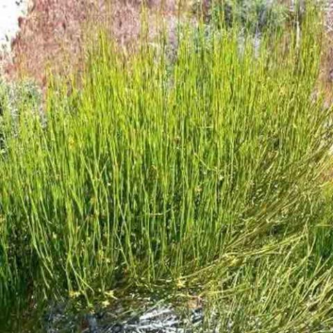 Ephedra sinica (Mormon tea) plant