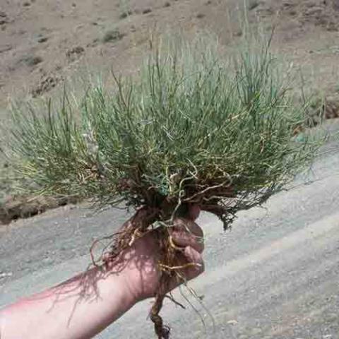 Ephedra sinica (Mormon tea) plant and roots
