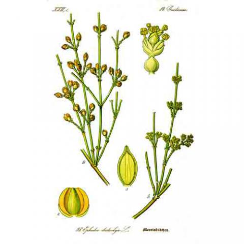Ephedra sinica (Mormon tea) illustration