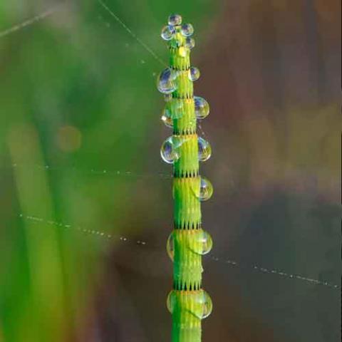 Equisetum fluviatile (Water horsetail) stem close-up