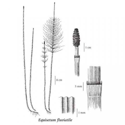 Equisetum fluviatile (Water horsetail) illustration