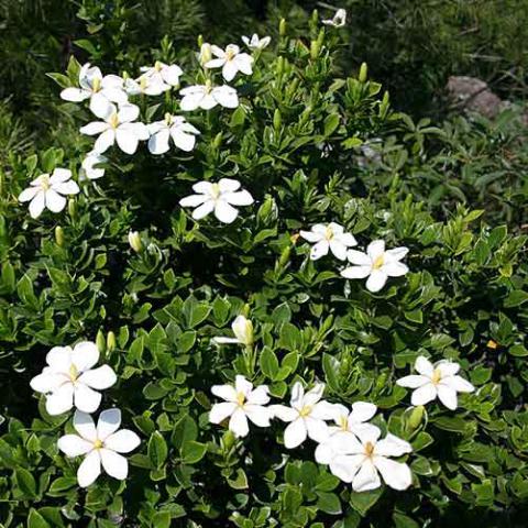 Gardenia jasminoides (Gardenia) plants