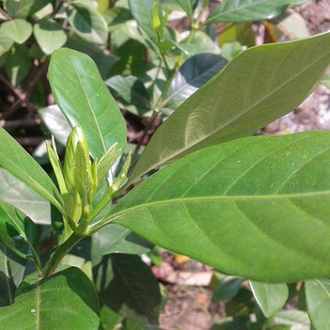 Gardenia jasminoides (Gardenia) leaves