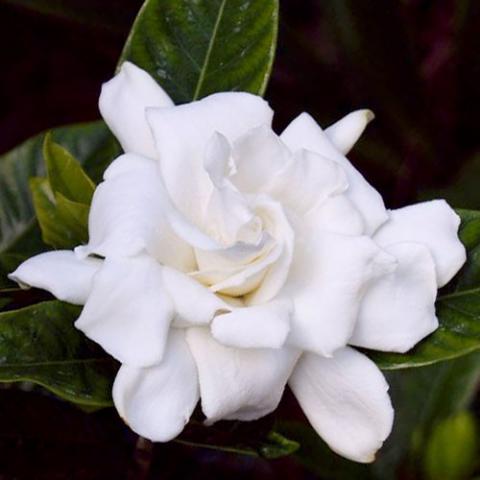 Gardenia jasminoides (Gardenia) flower