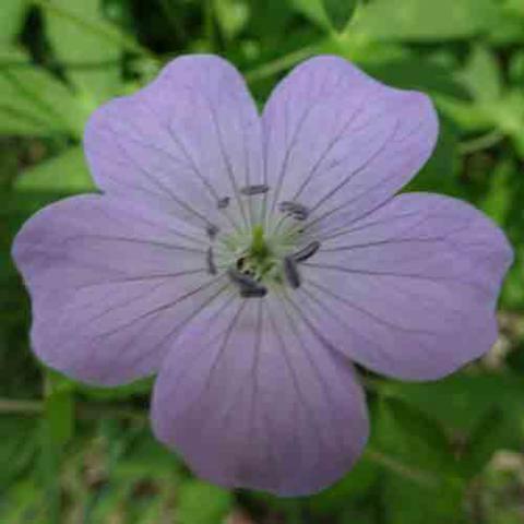 Geranium maculatum (Wild geranium) flower