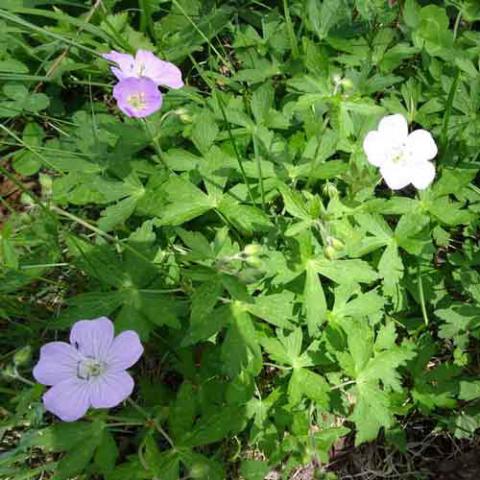 Geranium maculatum (Wild geranium) plant