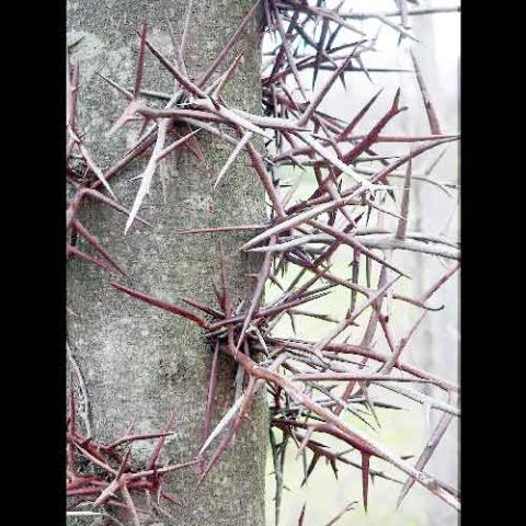 Gleditsia triacanthos (Honey locust) thorns