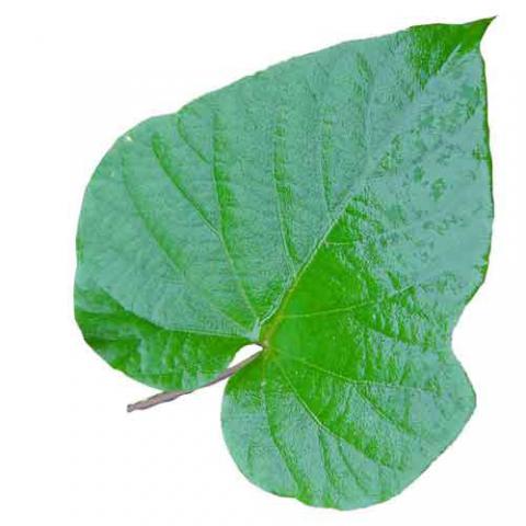 Ipomoea indica (Blue morning-glory) leaf