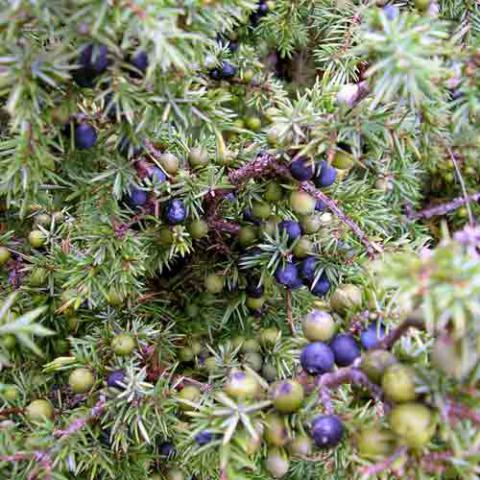 Juniperus communis (Common juniper) scale-leaf-fruit