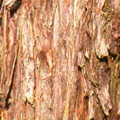 Juniperus communis (Common juniper) bark