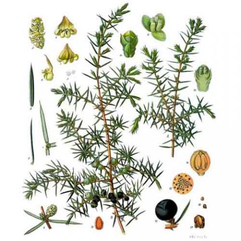 Juniperus communis (Common juniper) illustration