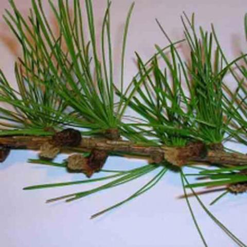 Larix decidua (European larch) needles and male cones
