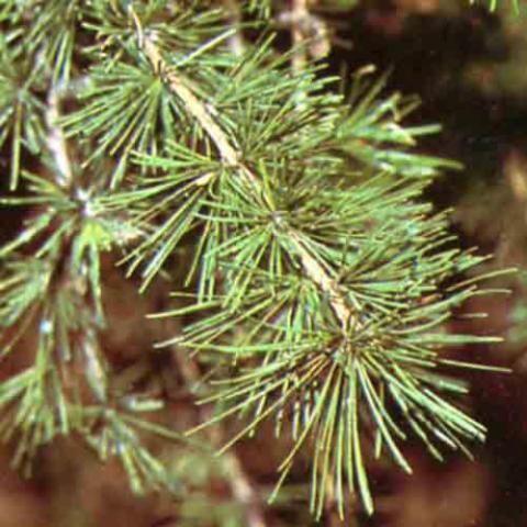 Larix decidua (European larch) needles