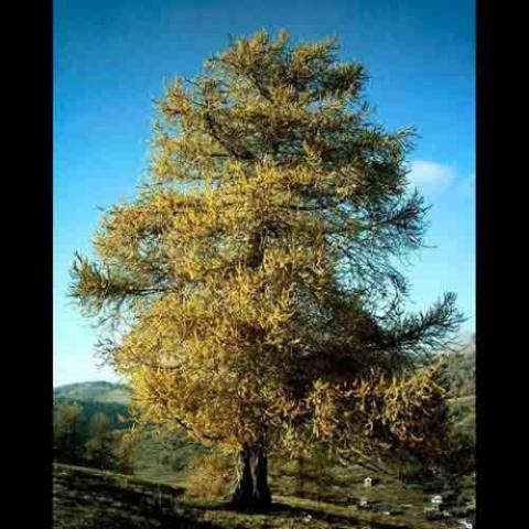 Larix decidua (European larch) tree